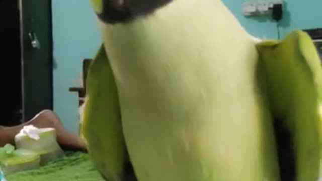 Mitthu Talking parrot Amazing parrot saying bete #parrot_conversation #cute