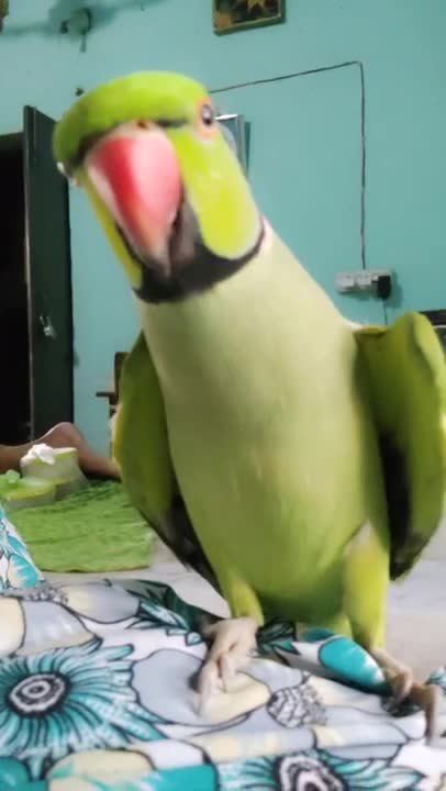 Mitthu Talking parrot Amazing parrot saying bete #parrot_conversation #cute