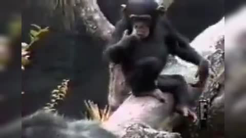 Watch Funny Monkey Video 😂