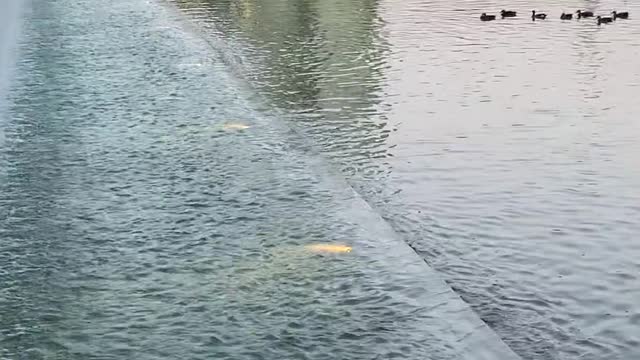 Waterfall-fountain, Bellevue Downtown Park, Washington