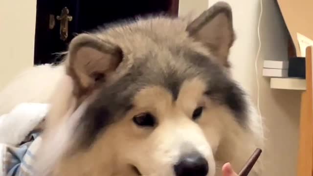 The dog drooled when he saw his master eating instant noodles