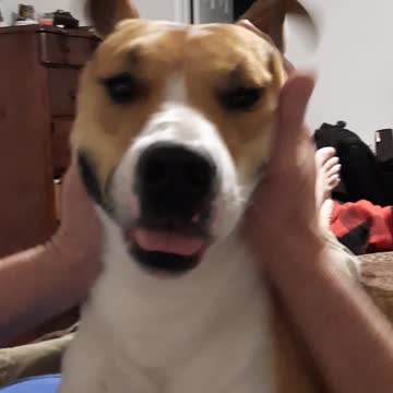 Dog Shakes Happily with Tucker Carlson 🐕