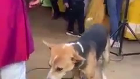 Funny dog dance