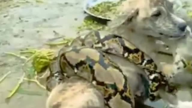 Dangerous anaconda and dog fight