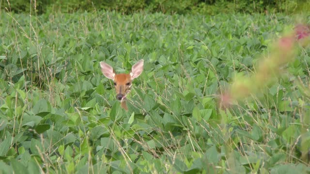 White tailed young deer feeding on beans in the farm field