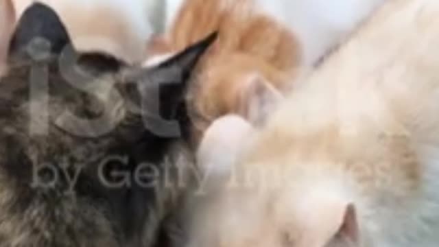 Cute cats videos entertainment natural scene natural videos