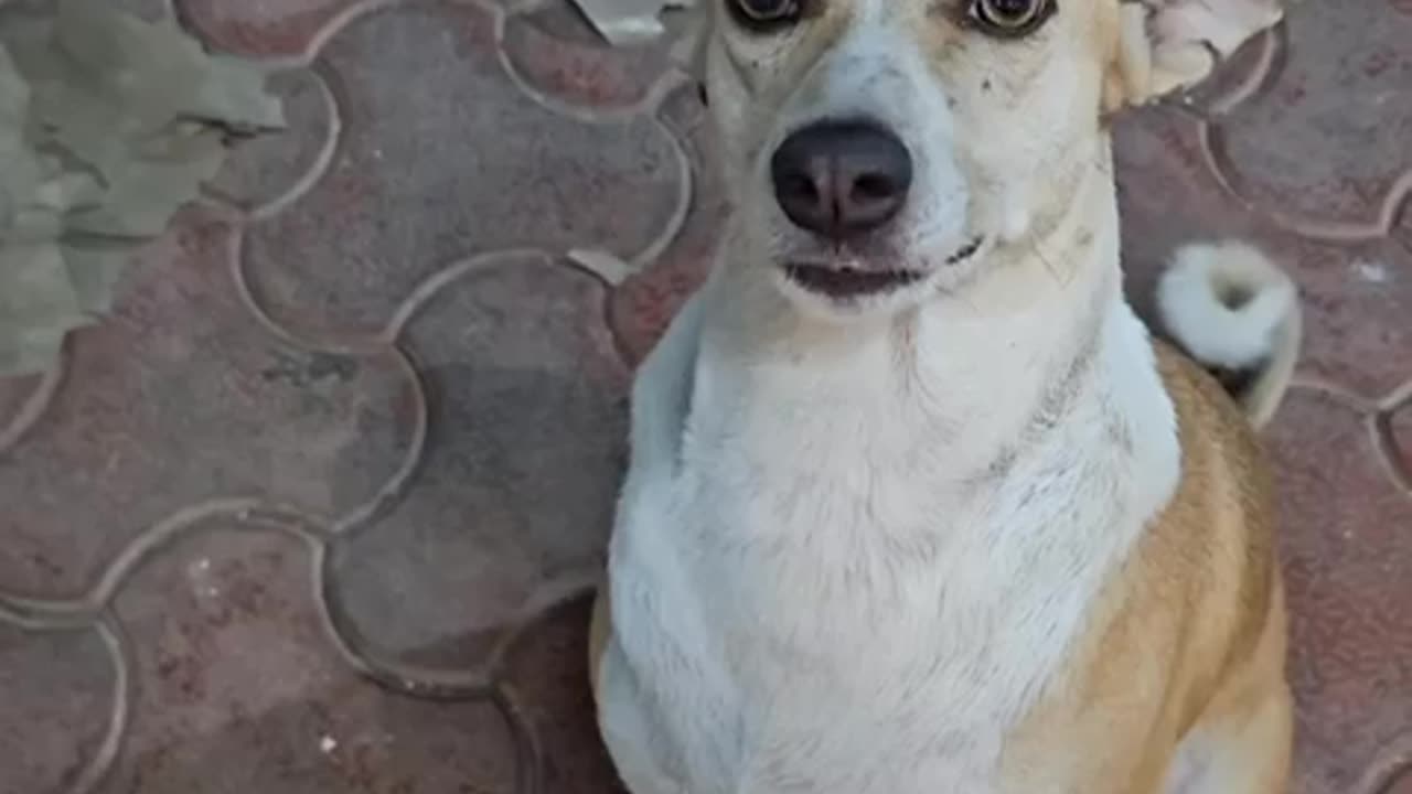 Dog's Cute Reaction, This is Pure Love!!!!