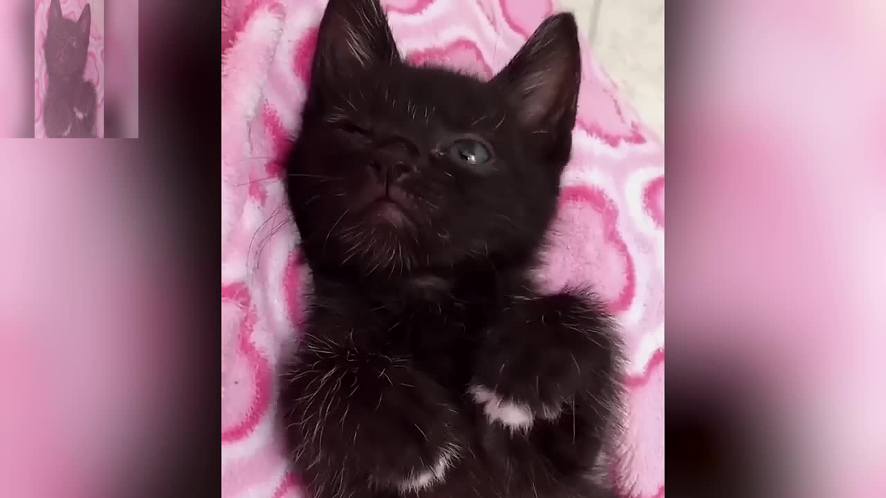 A black cat that does not want to sleep