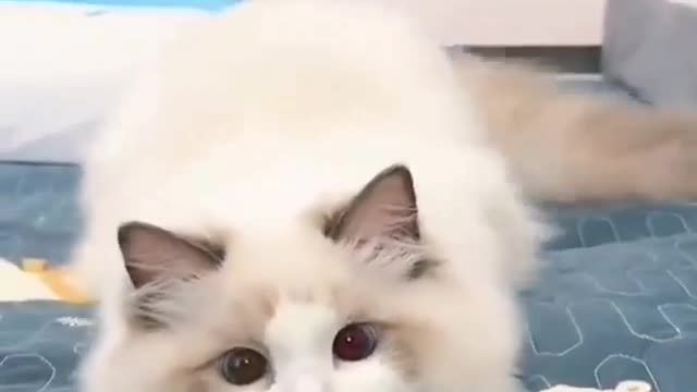 I will catch you