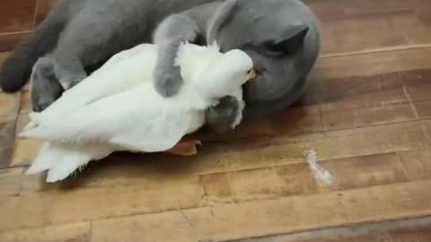 cat duck fight