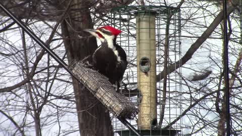 woodpecker view