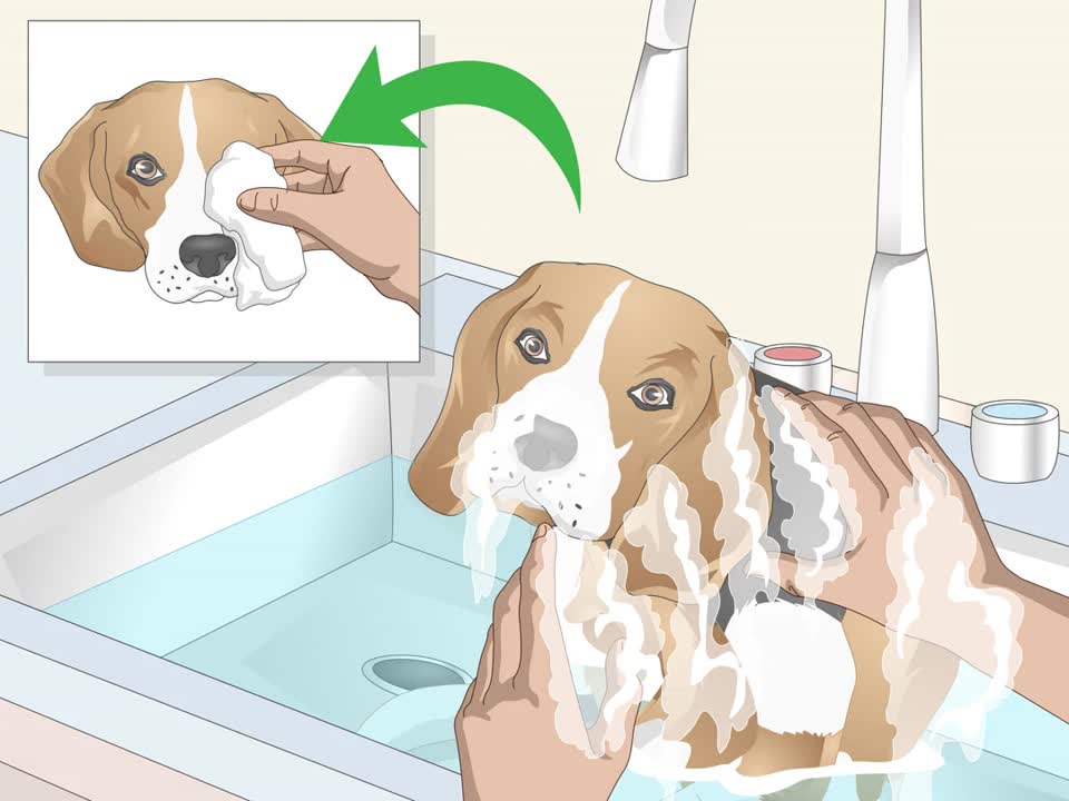 Groom a Beagle puppy