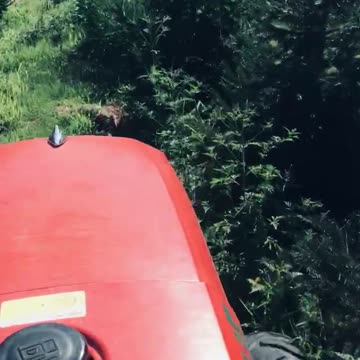 Caring for spruce tree…mowing the tree rows