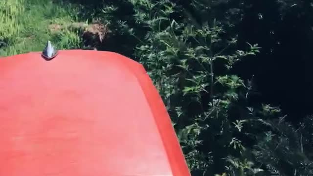 Caring for spruce tree…mowing the tree rows