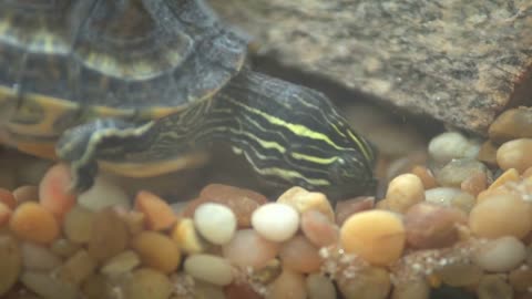 A turtle eats some small worms