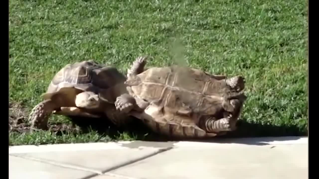 Hero Animals