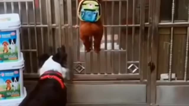 How The Cute Dogs open the Doors and enter inside the house Dogfunny vedio