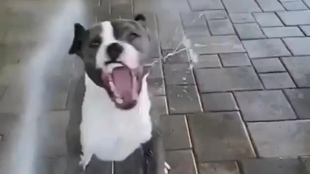 Funny Dogs Playing With Water