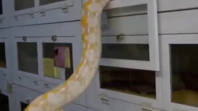 amazing snake video👿🔥🔥