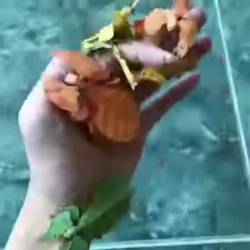 walking leaves must watch this