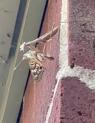Praying Mantis having a snack