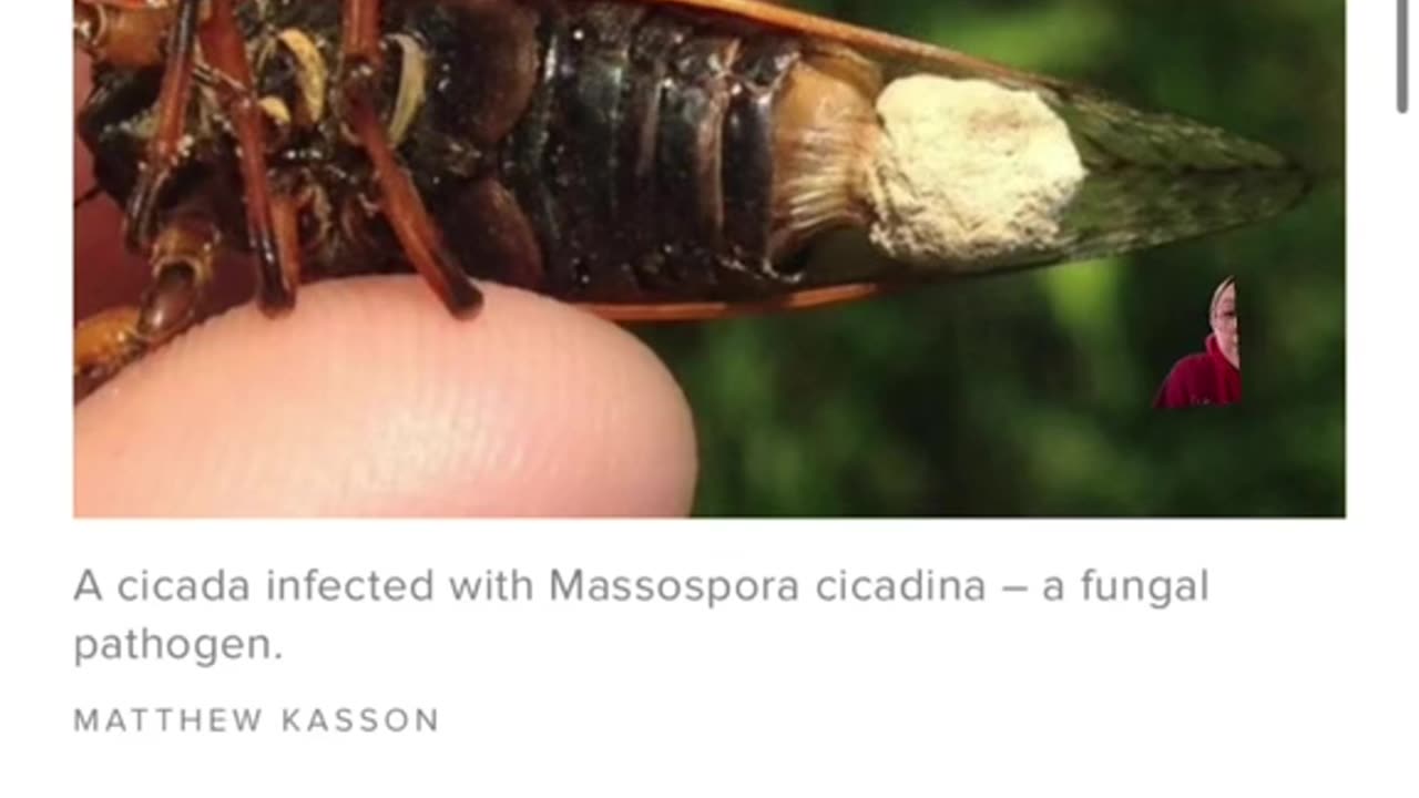 Hyper-Sexual “zombie cicadas”that are infected with sexually transmitted fungus expected to emerge this year!