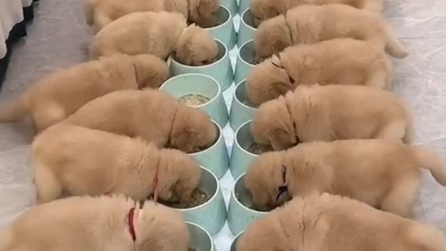 Feeding puppies #shorts #animals