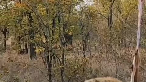 Leopard VS Hyena #shorts #shortvideo #video #virals #videoviral