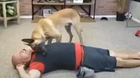 DOG PERFORMING DOCTORS DUTIES