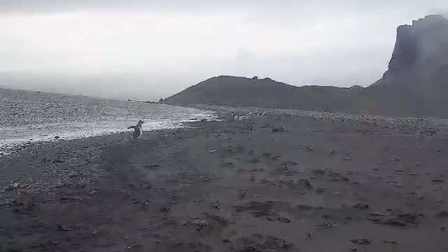 Penguin Encounter