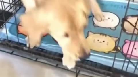 When the dog sees cutting the puppy cake, he reacts hahaha