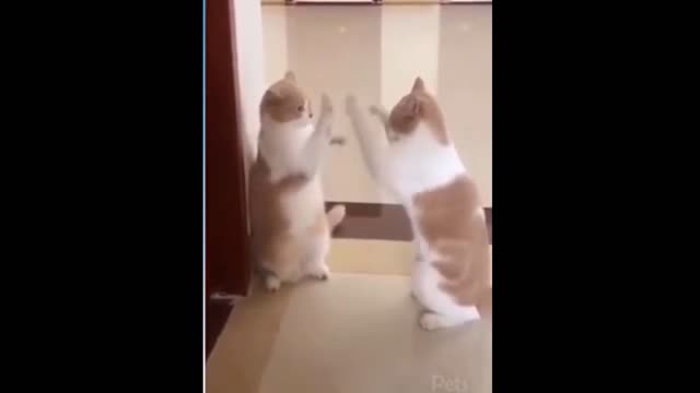 the funniest and most cute pet videos