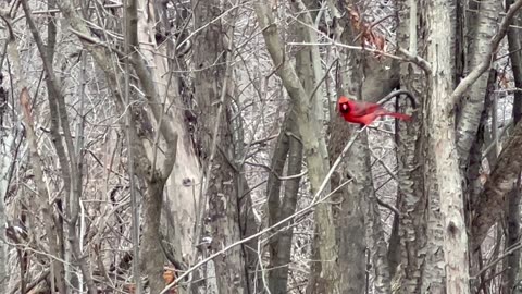 Cardinal. Hello. Grabs peanut. Goodbye