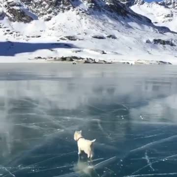 😱😱😱 Cute puppy walking on the frozen river 😱😱😱
