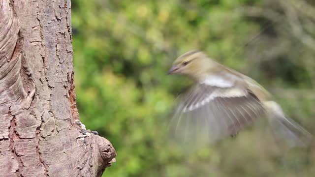 Watch how the bird (sparrow) builds its home