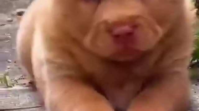 cute brown doggo