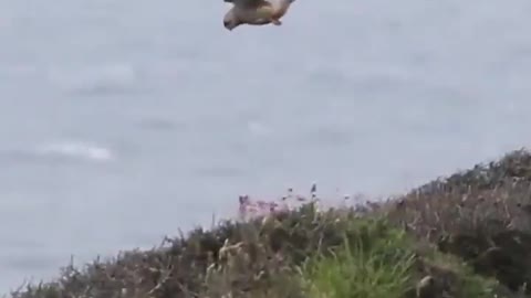 Kestrel is hovering in a place against strong winds