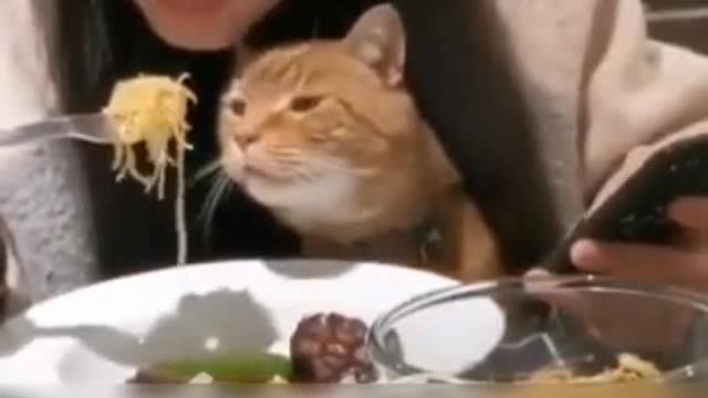 the cat wants to eat