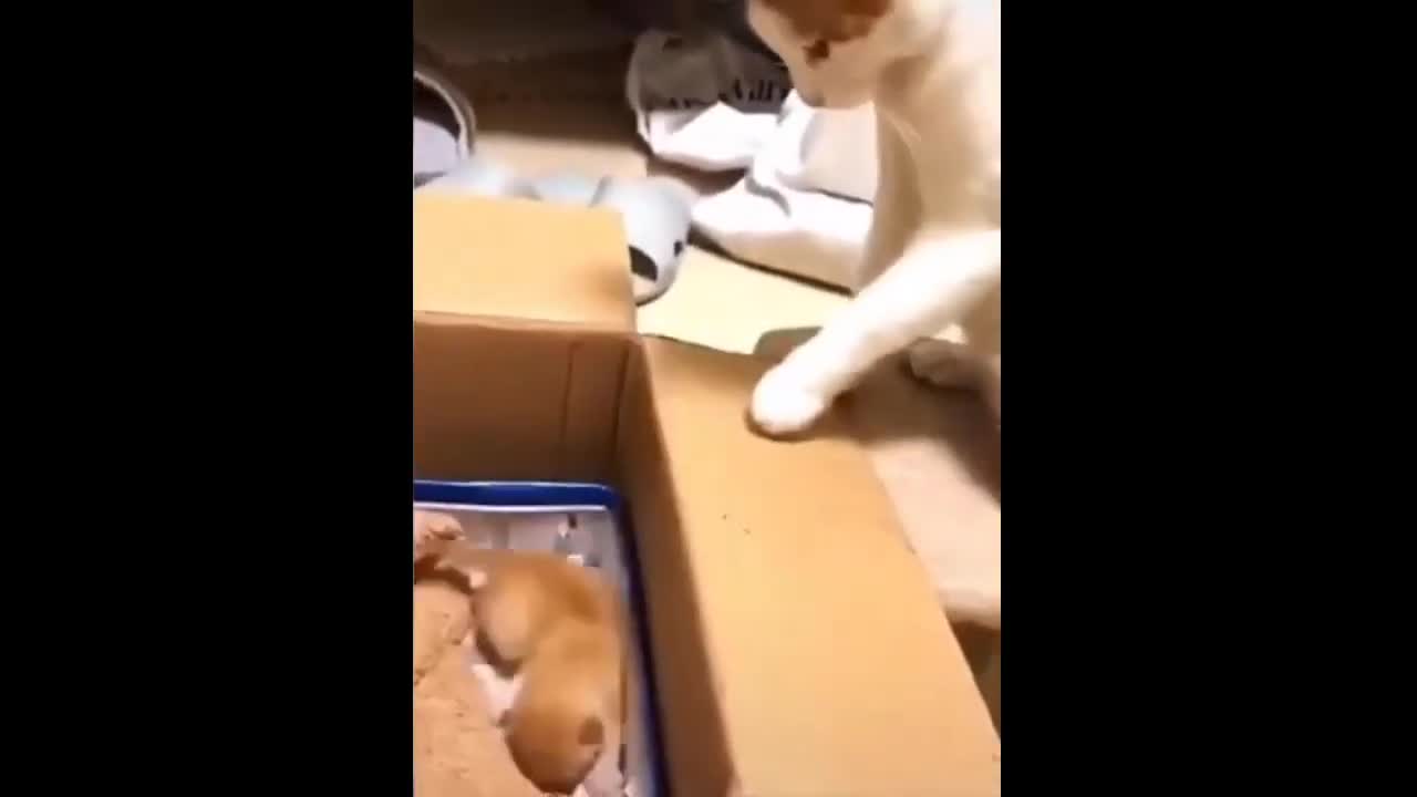 The best funny animals video yet