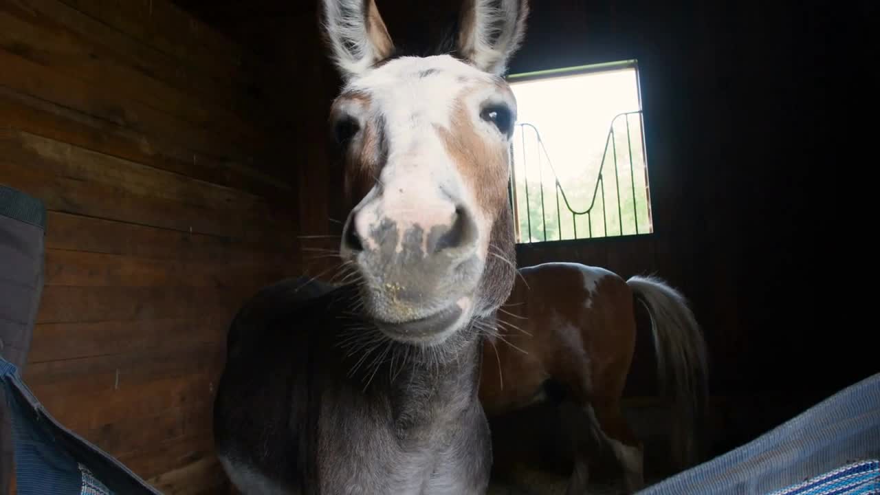 Cute closeup portrait of small donkey in box stall inside a horse stable