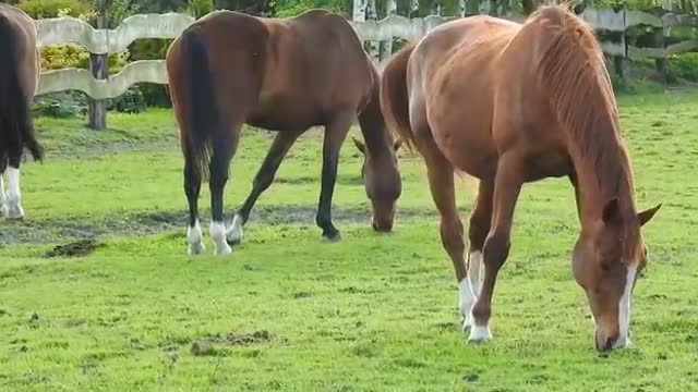 animals on the farm horses