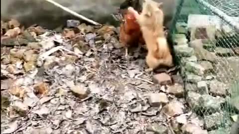 DOG v/s CHICKEN fight