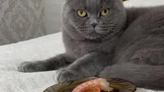 This cat is vomiting after seeing the prawns