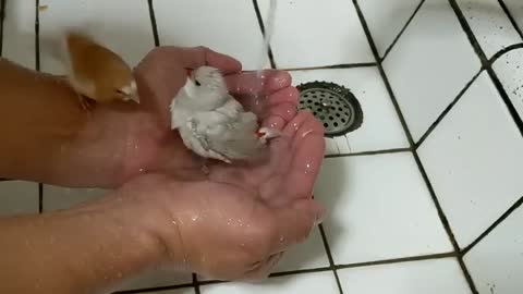 Diamond Firetail finch Bathing