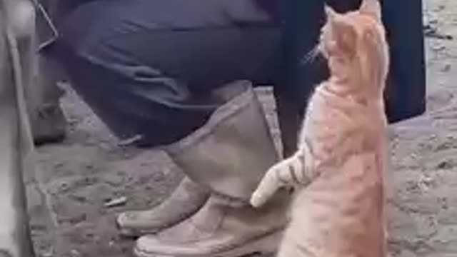 Kitten asks for milk when its owner takes it from the cow hahaha