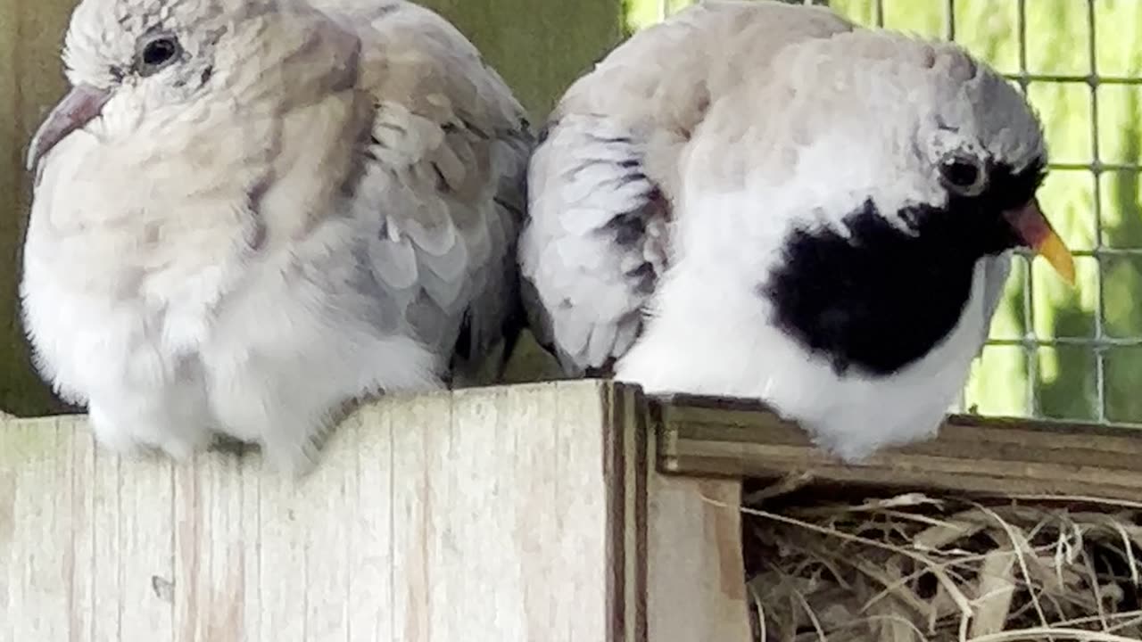 Namaqua Dove pair in bird aviary