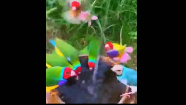 Thirsty birds quenching their thirst.