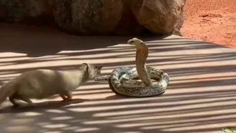 cobra vs mongoose fight