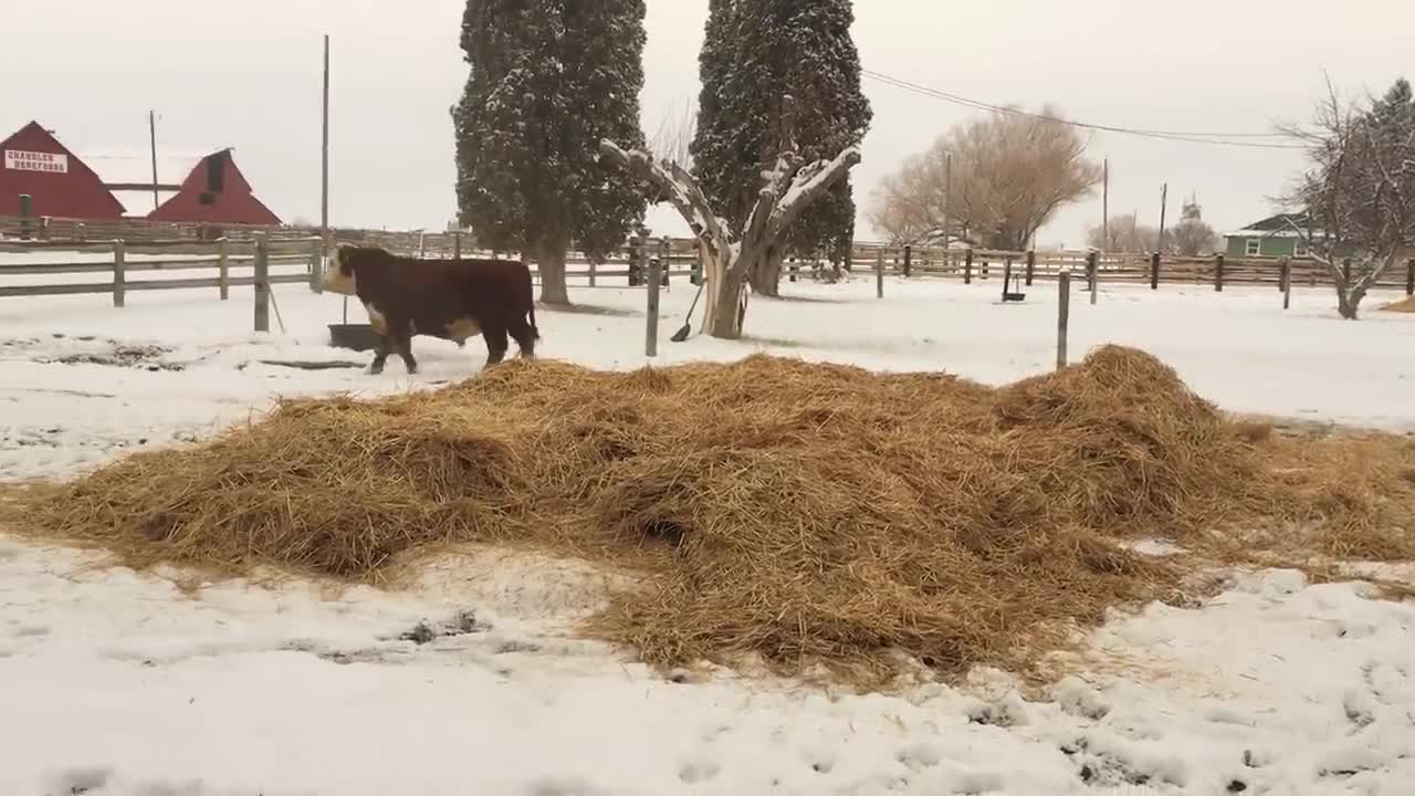 Hereford bull having fun with new winter bedding