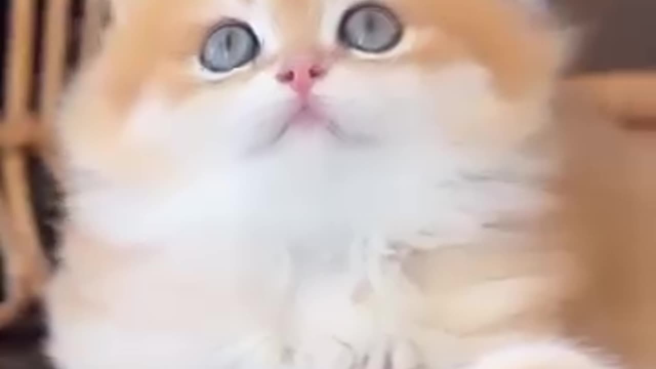 Beautiful cat